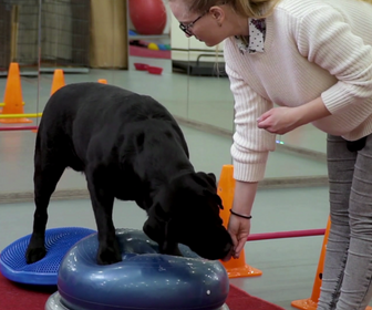 Curso Terapeuta en Comportamiento Canino